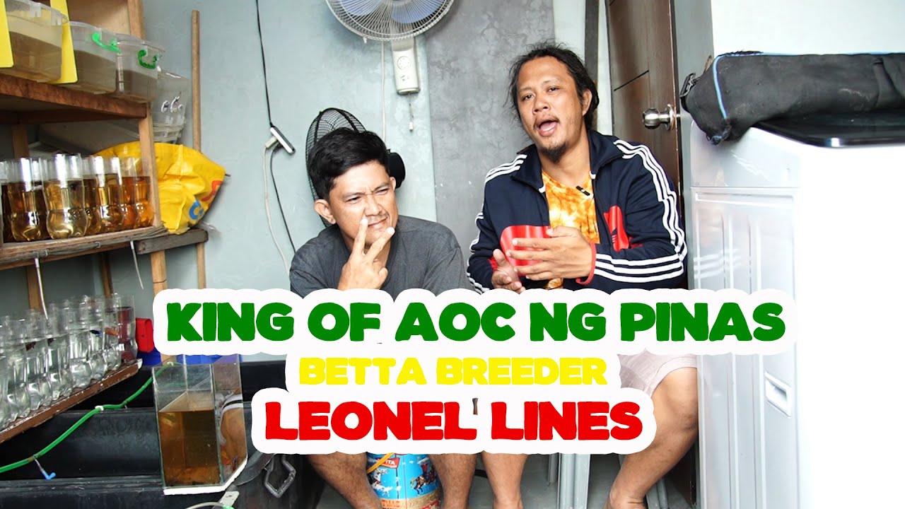 Tinaguriang KING OF AOC ng PINAS breeding farm ni boss Poldo ng LEONEL LINES