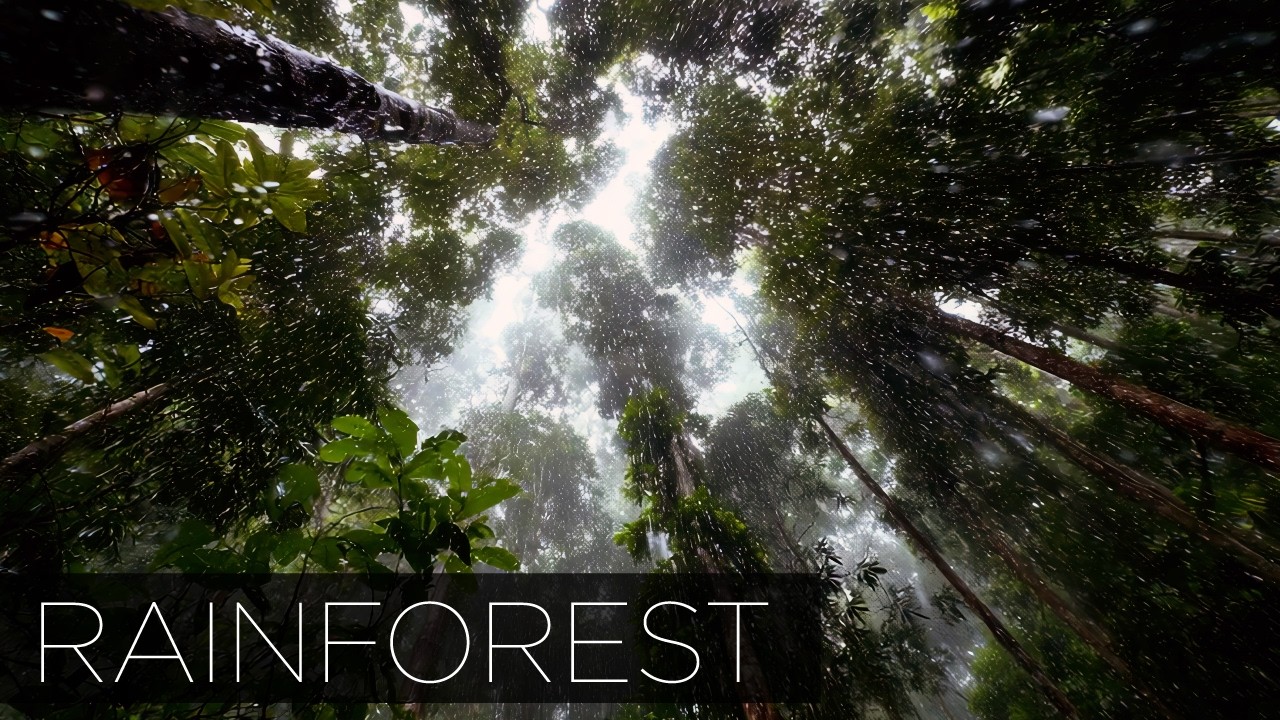 Heavy Rain in the Rainforest | Thunderstorm Sounds for Sleeping & Focus (1 Hour White Noise)