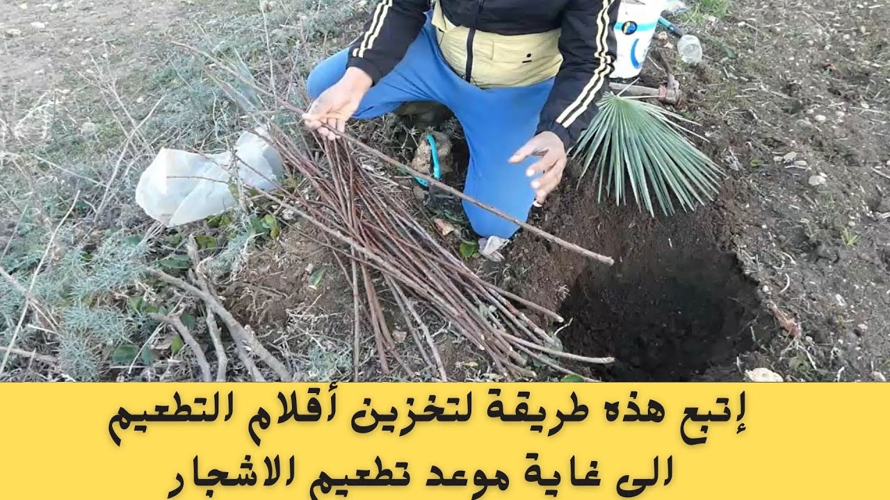 خطوات إختيار اقلام تطعيم الاشجار المثمرة🌹  وكيفية تخزينها بطريقة صحيحة الى غاية موعد تطعيم الاشجار .