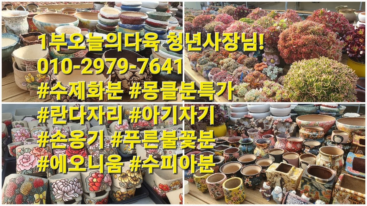 다시1부오늘의다육 청년사장님!010-2979-7641#수제화분 #몽클분특가 #란다자리 #아기자기 #손옹기 #푸른불꽃분 #에오니움 #수피아분 #중고분