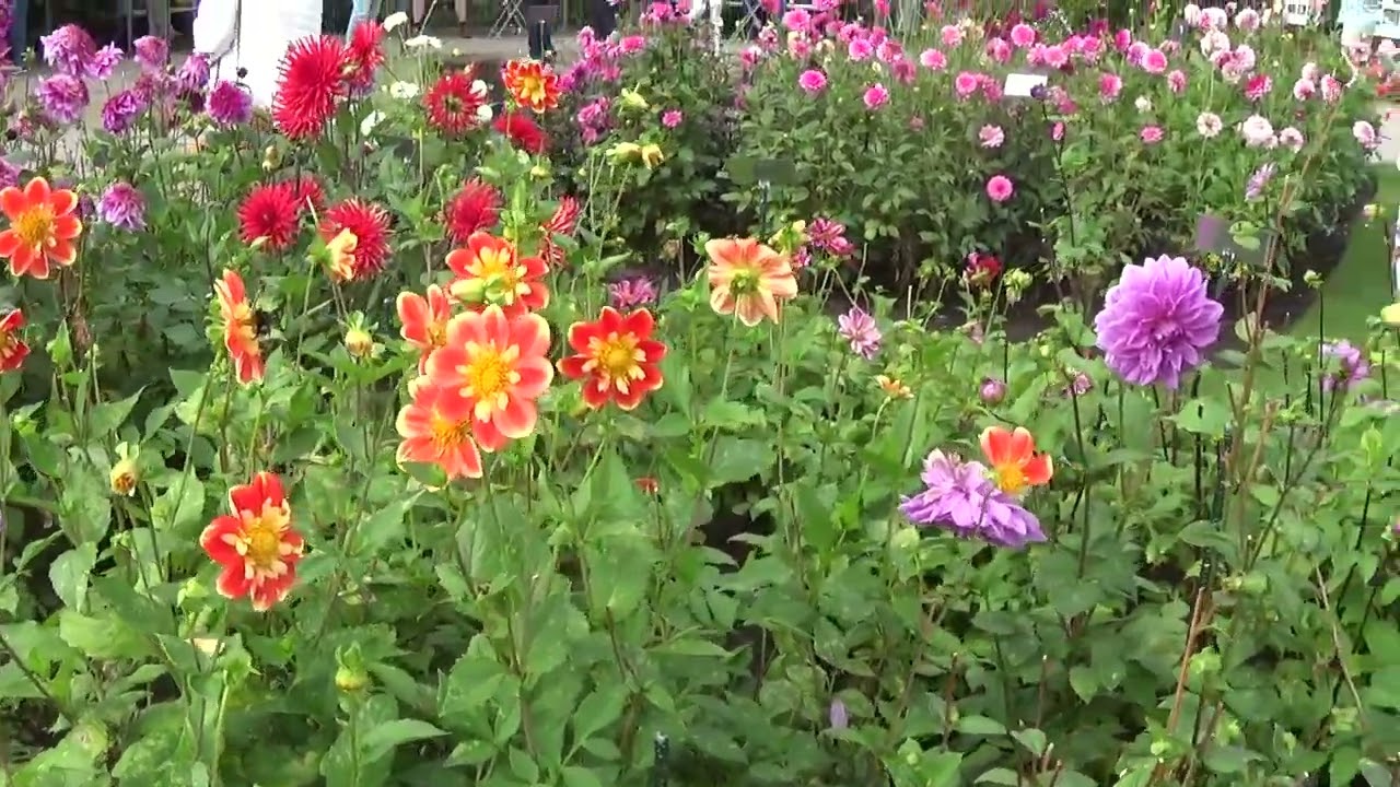Besuch im Dahliengarten Legden