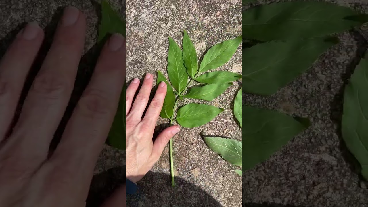 🌿 TERMINOLOGY TUESDAY 🌿 Leaf Forms