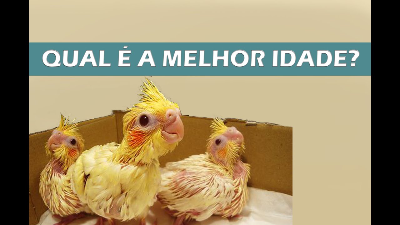Qual é a melhor idade para adquirir uma calopsita?