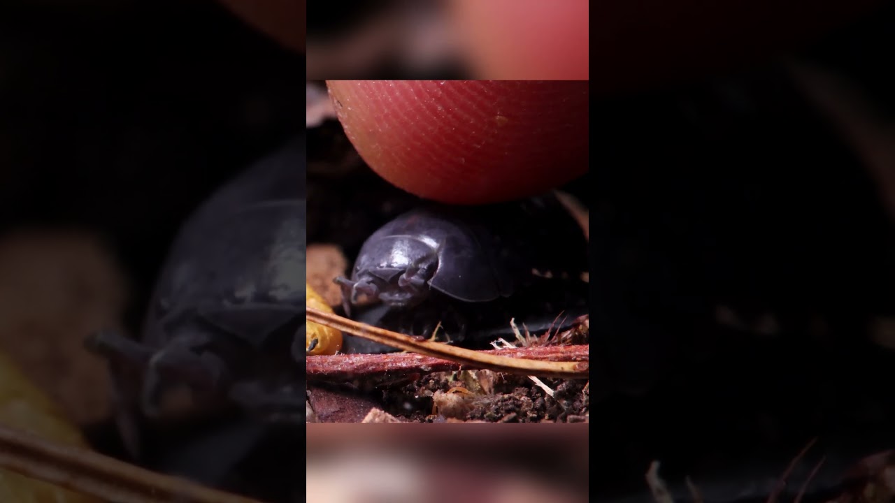 Petting a little isopod friend part 2 #isopods #bugs