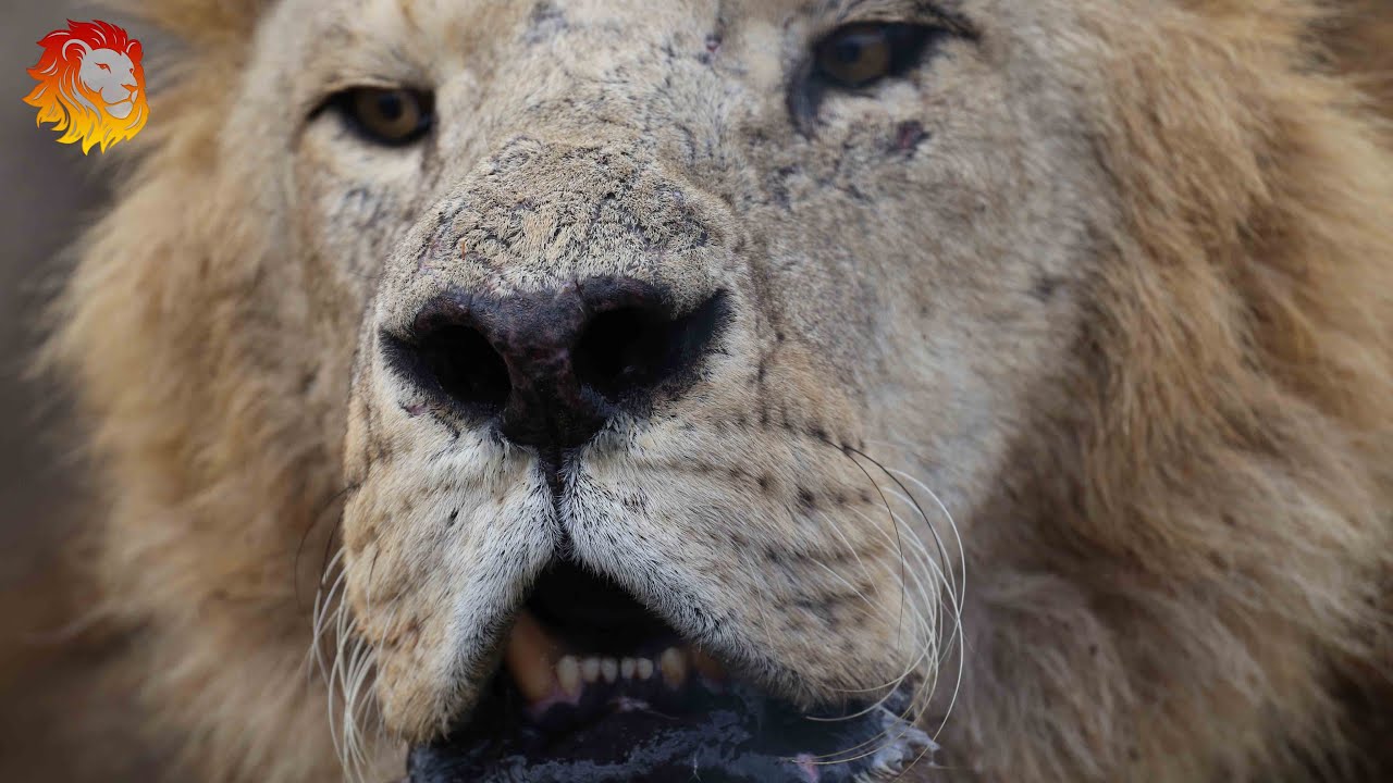 Дедовщина в львиной армии или есть еще порох в пенсионерах :) Тайган. Old lions chase young lions.