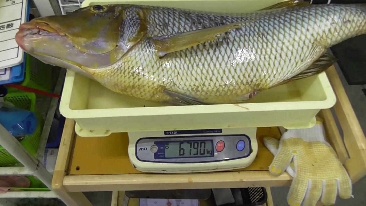 ハマフエフキ（タマミ）８０センチ　夜釣りの釣果