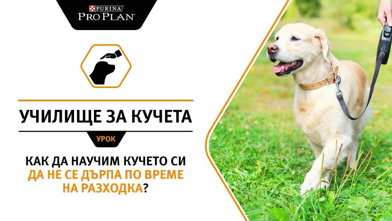 Как да научим кучето си да не се дърпа по време на разходка?