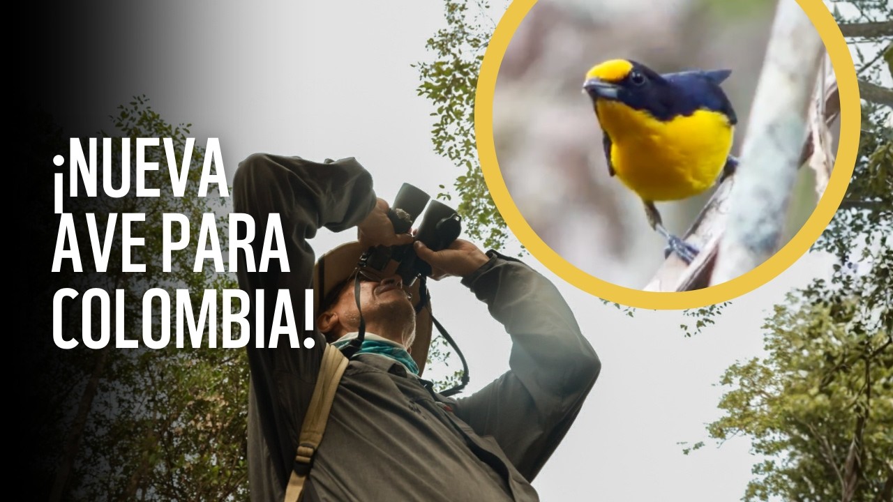 ¡UN NUEVO REGISTRO DE AVE PARA COLOMBIA! 🐦🇨🇴