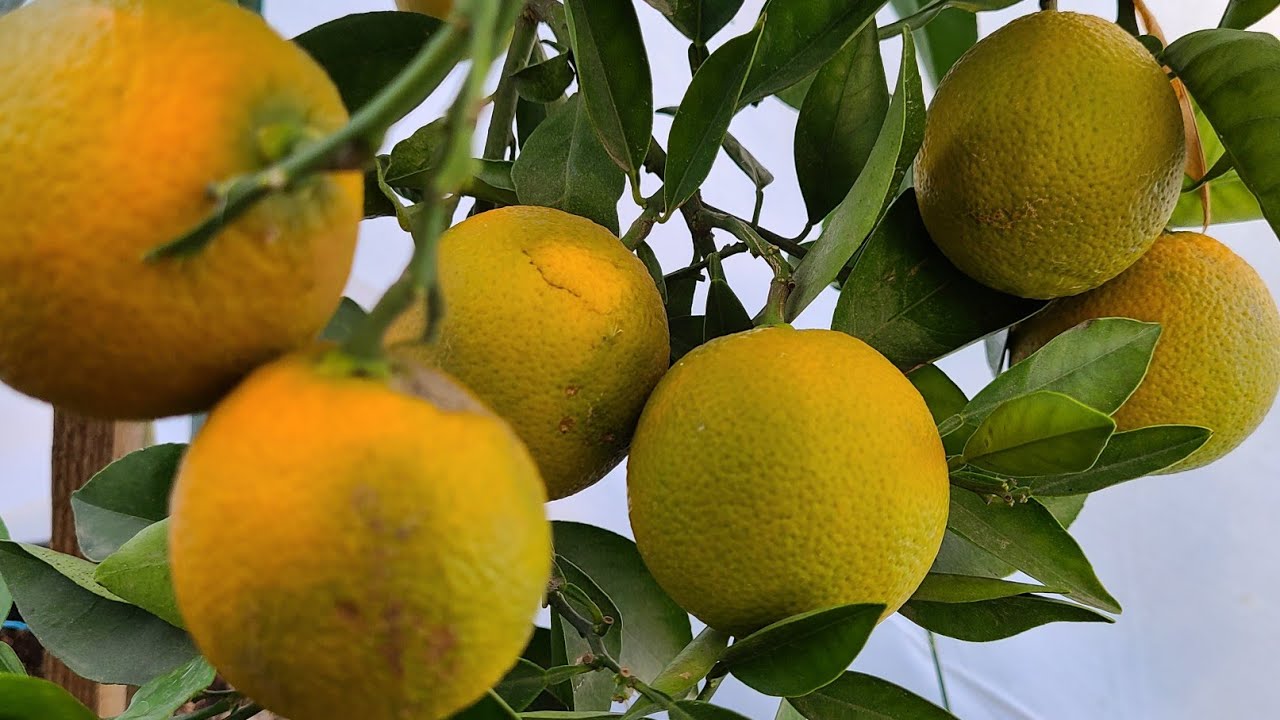 fertilizante organico para naranjas y así cosechar en menos tiempo