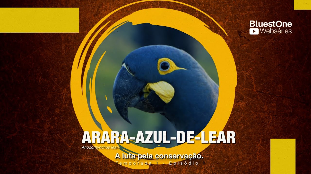 1ºT / 1ºE - A luta pela conservação da Arara-azul-de-lear
