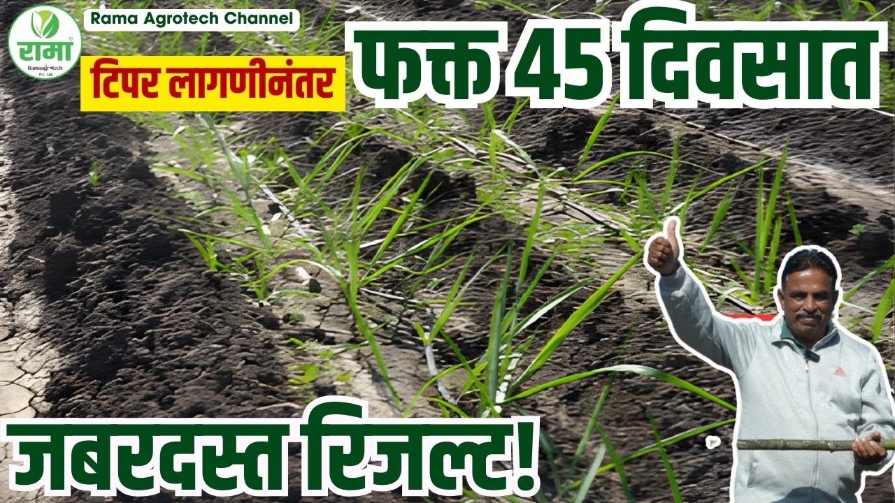 😲 टिपर लागणीनंतर फक्त 45 दिवसात जबरदस्त रिजल्ट! 🚜🌱 #ramaagrotech #youtubevideos #sugarcanefarming