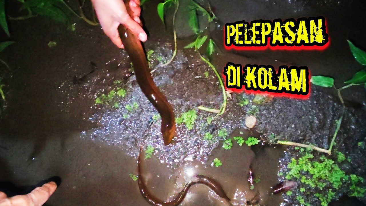 Review !!! hasil pancingan & PeLepasan di kolam.,!? Eel fishing