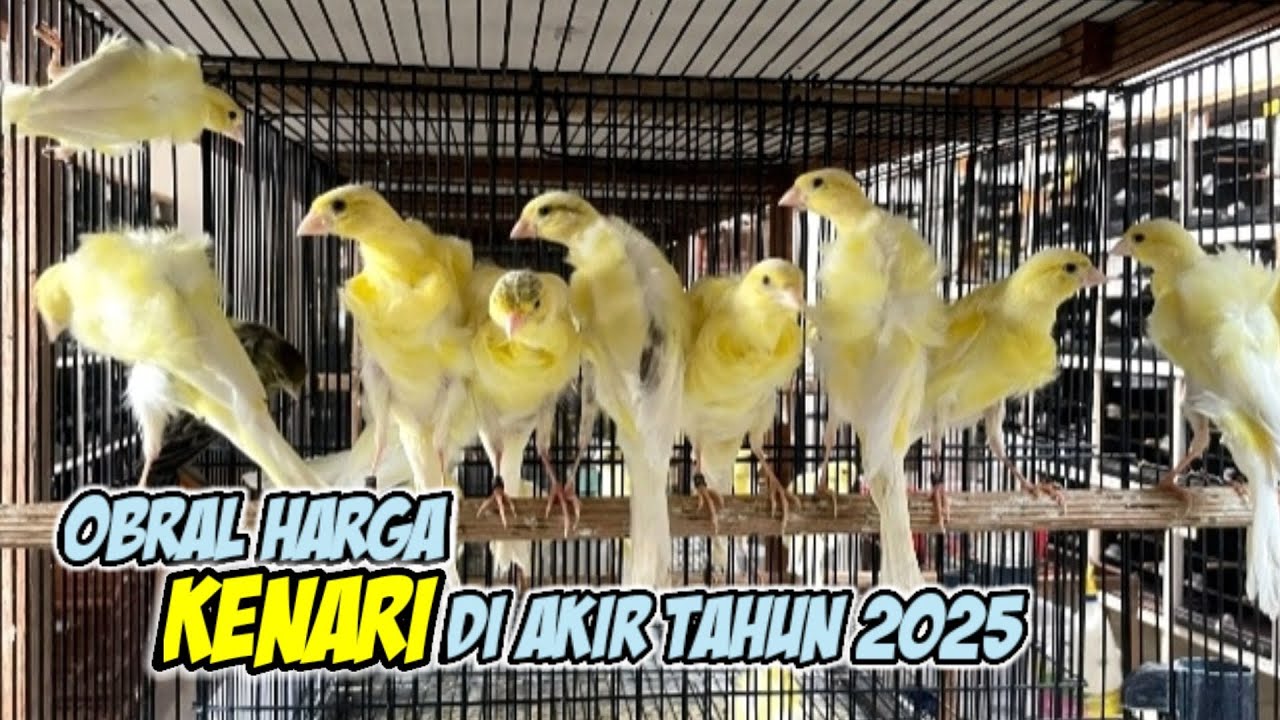 Obral Harga Akir Tahun Kenari Import #kenarigacor #kenarimania #burung 