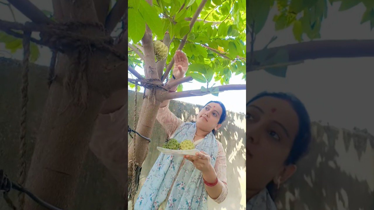 custard apple harvesting...#garden #custardapple