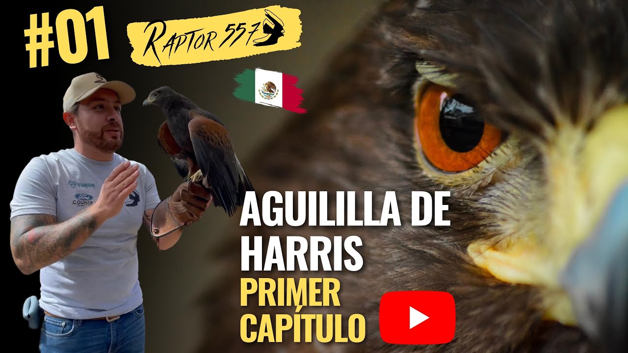 #01 Primer Capítulo Raptor 557 ¡Aguililla de Harris - Harris Hawk!