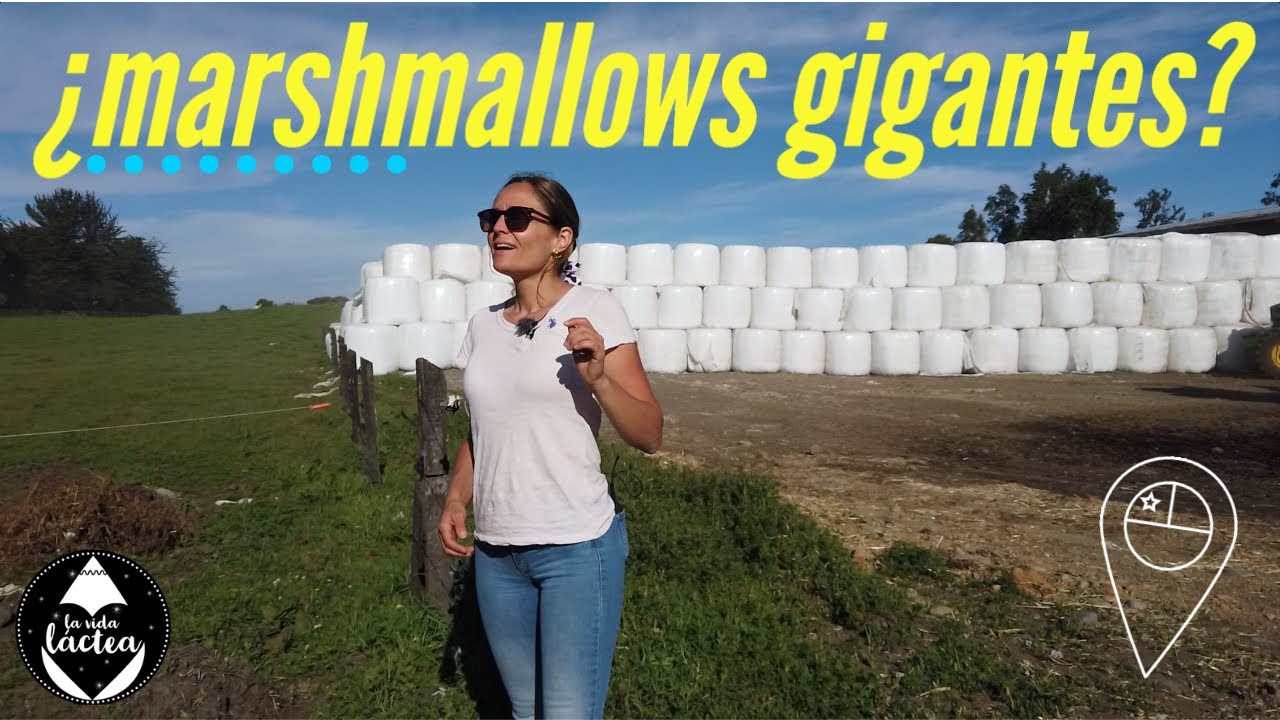 ¿Qué son esas cosas blancas y redondas que se ven en los campos desde la carretera?