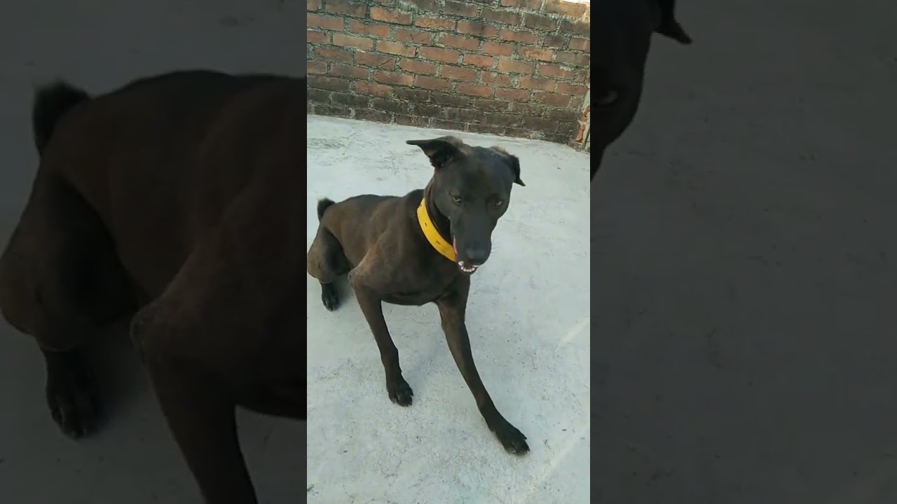 My cute dog Pillu video,s #viral #post #pillu #puppies #cute#gana #doglover#shots_video #ytshort