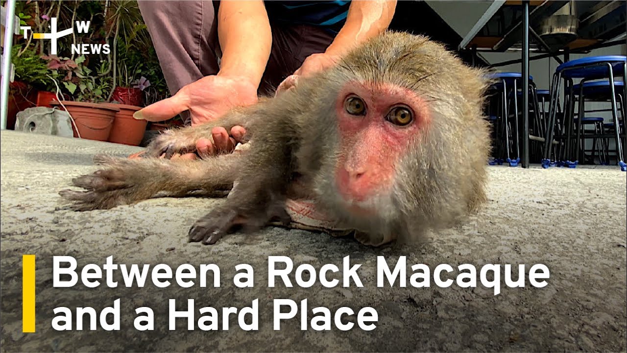 Between a Rock Macaque and a Hard Place: Taiwan's Monkey Guardians | TaiwanPlus News