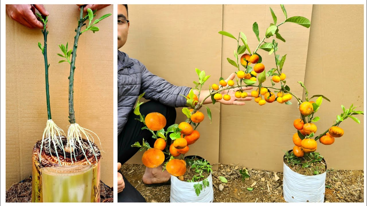 Best ideas for the garden- grafting kumquat trees on 2 orange trees