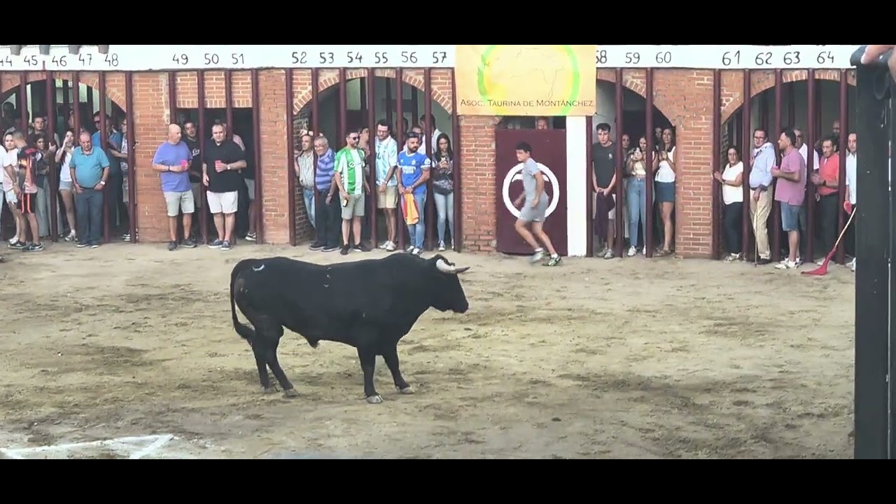 Primer toro de la tarde de los festejos taurinos en Mont&aacute;nchez 2025