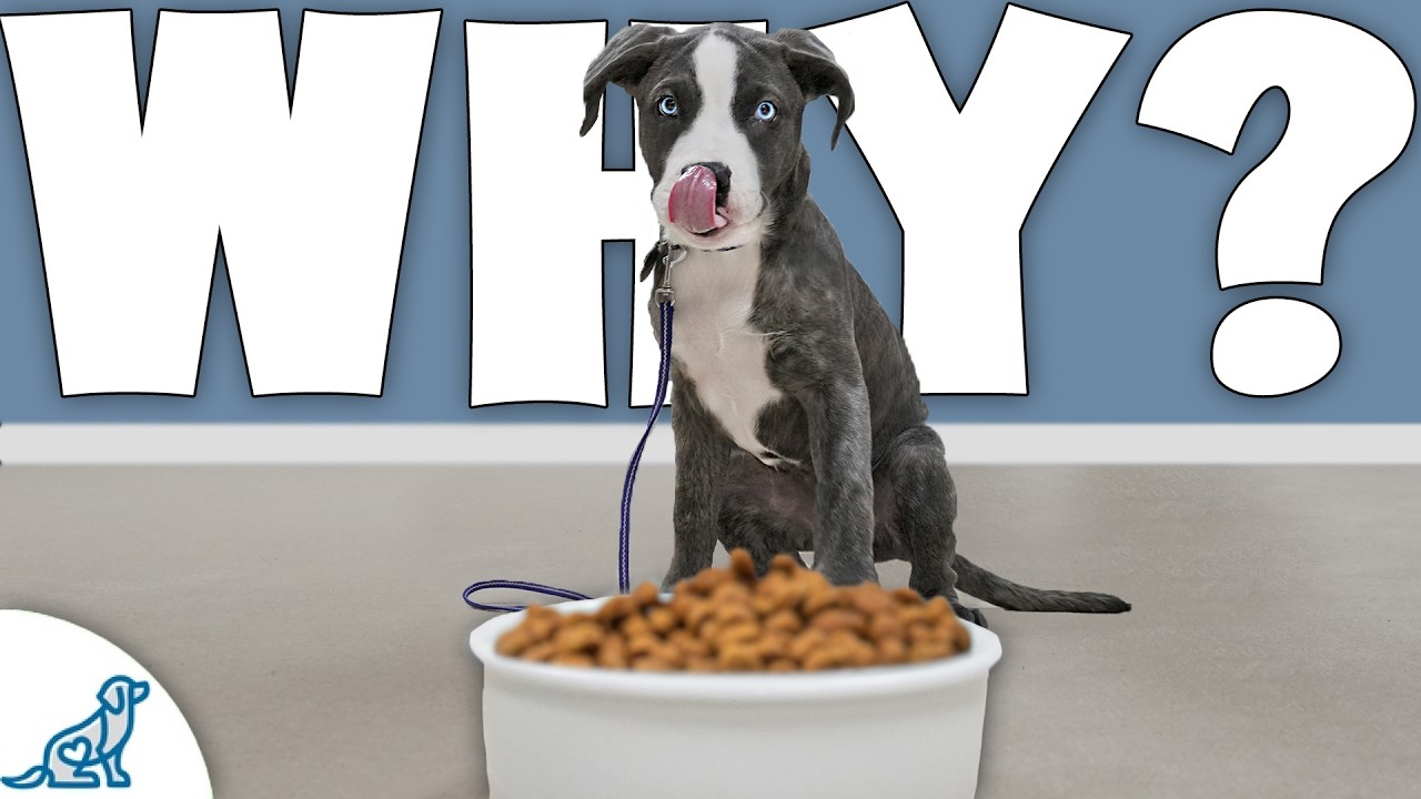 Why Are You Making Your Dog Wait For Food?