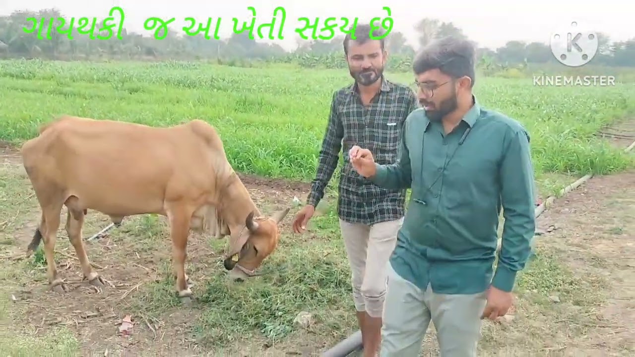 ખોડલ પ્રાકૃતિક ફાર્મ ગાય આધારિત પ્રાકૃતિક ખેતી વિશે માહિતી 