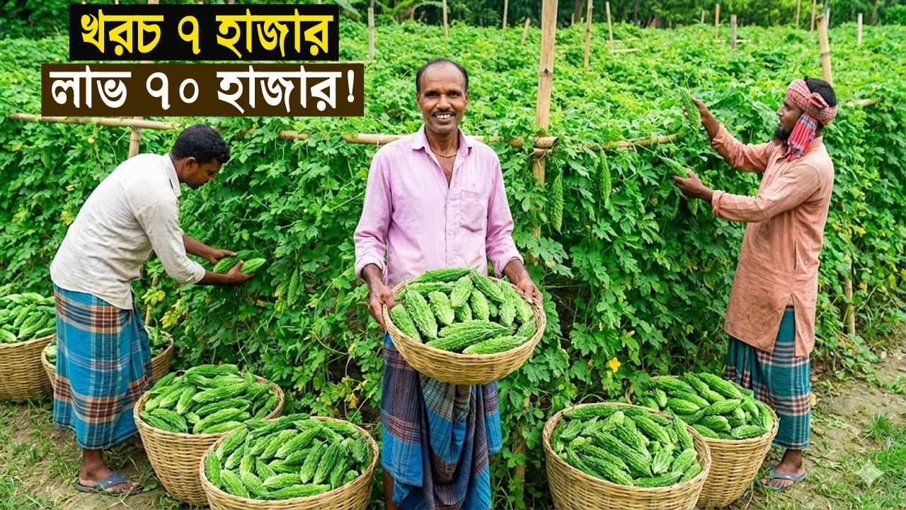 মাত্র ৭ হাজার টাকা খরচ করে ৭০ হাজার টাকা লাভ! উচ্ছে চাষের বিস্ময়কর সাফল্য | কৃষি কথা