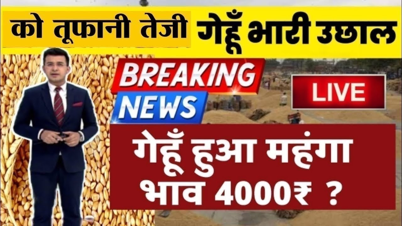 14 जून 2026 Gehun Ka Bhav आज का गेहूं का भाव । गेहूं के भाव में आई  आज तेजी । गेहूं का भा1व
