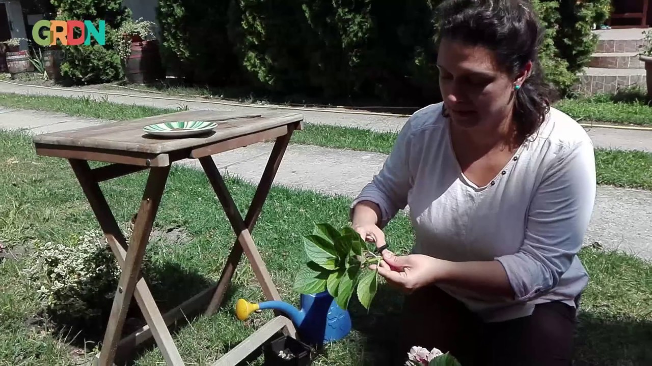 Rita HORTENZIA szaporításba kezd kétféle módon - tövenként többezer forint spórolás GARDENISTA