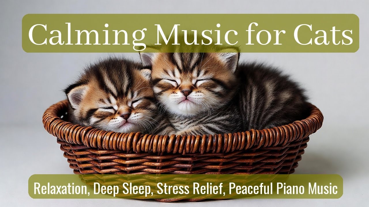 LIVE 🐾 Relaxing Night Music for Cats 🌙 | Season 55