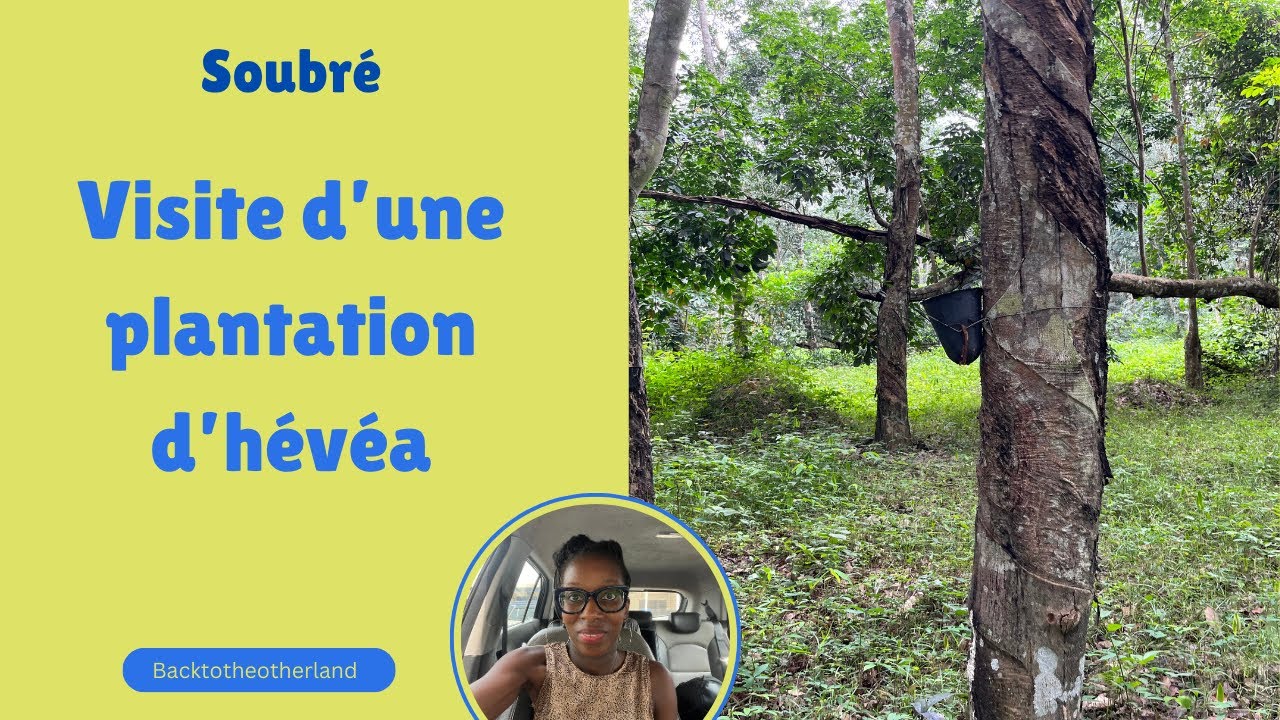 Soubre: visite d'une plantation d'hevea vers Soubre