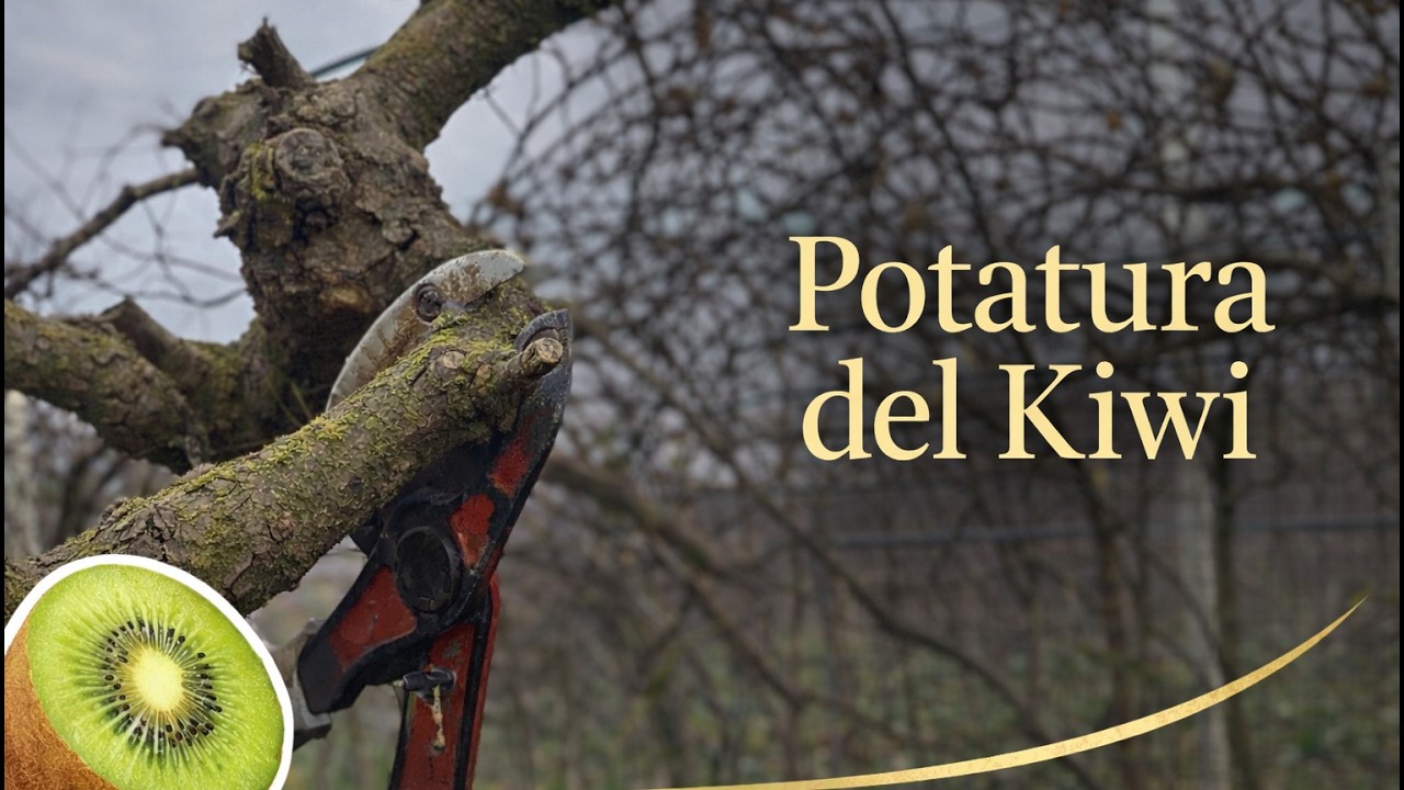 POTATURA  KIWI come la facciamo NOI!