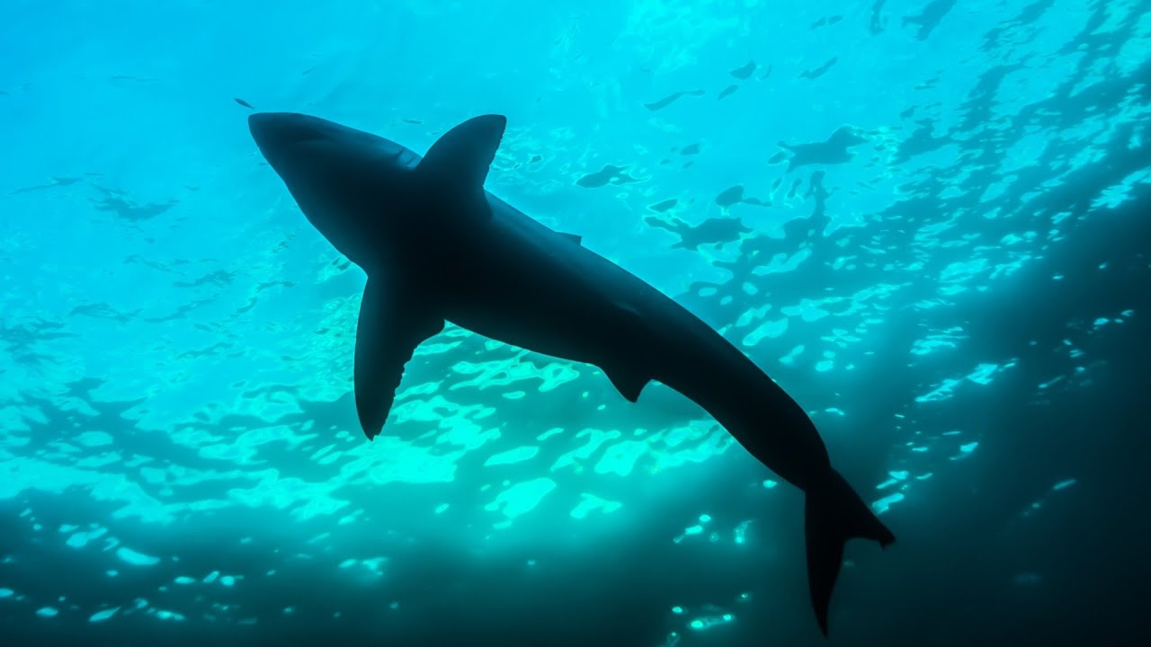Woman attacked by shark at Coogee Beach