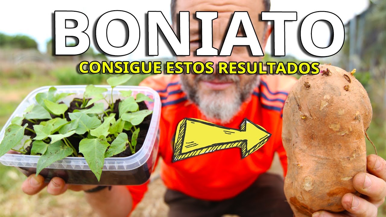 Como CULTIVAR BONIATO o BATATA con ÉXITO... Sigue estos pasos y TRIUNFARAS (Guia Completa)