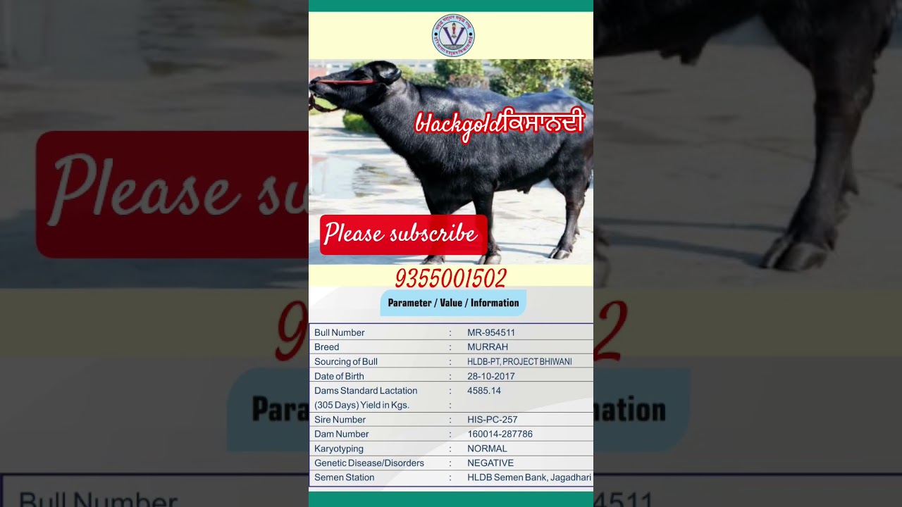 Hldb bull 954511 #pc-257 #cirb #hldb #bull #murrah #jitu #blackgold #sahiwalbreed #cow