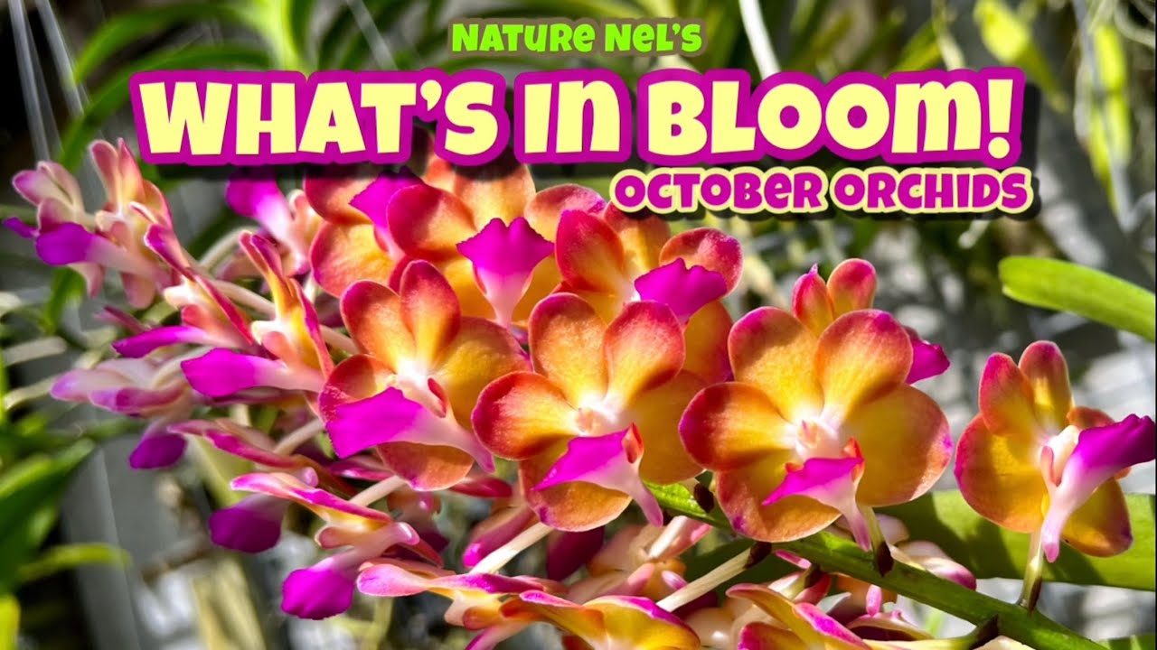 Amazing Fall orchid flowers! October blooms beautiful orchids. Plus important message at end.
