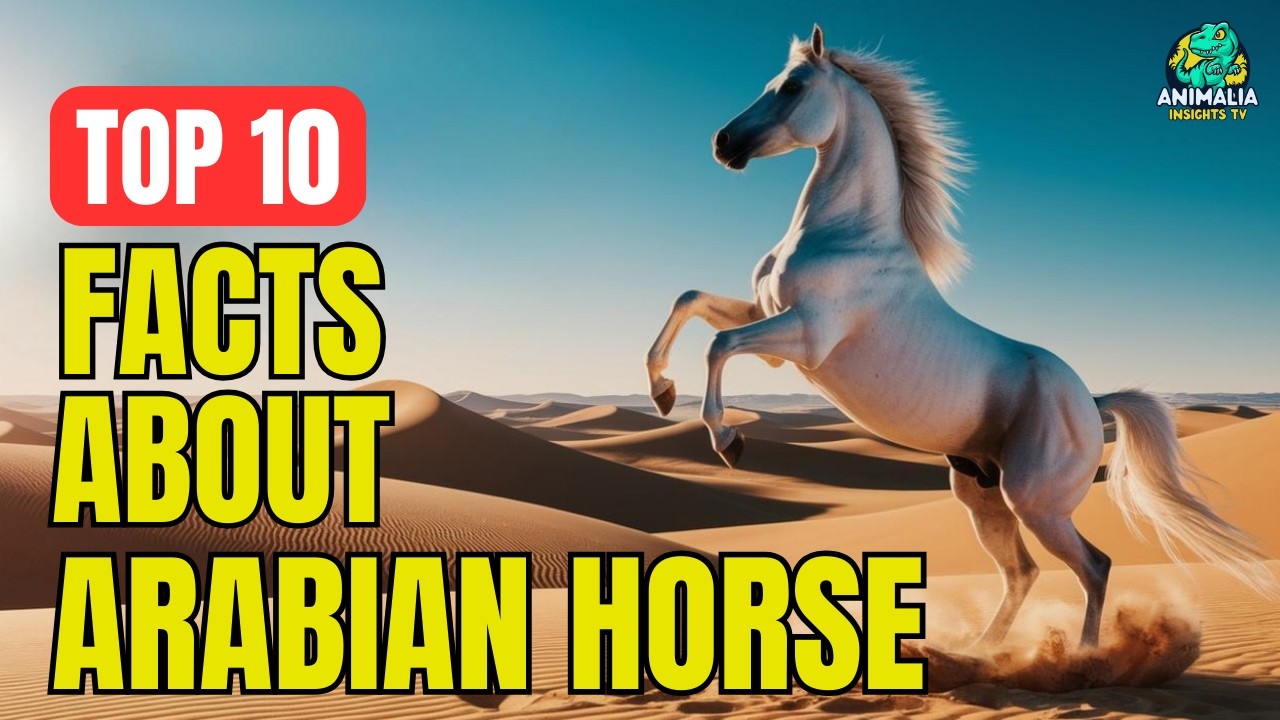 Arabian Horse SECRETS You Never Knew Existed? | Top 10 Facts About Arabian Horse 