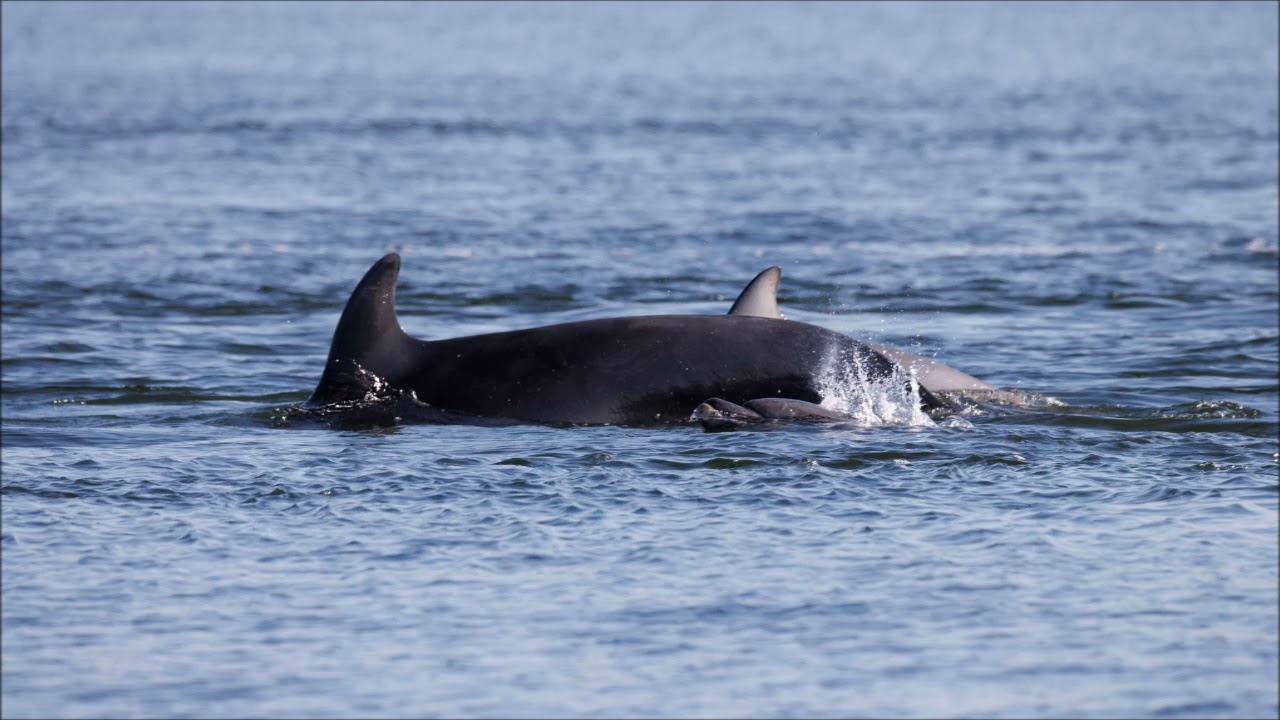 Adopt a dolphin Update March 2025 | Whale and Dolphin Conservation