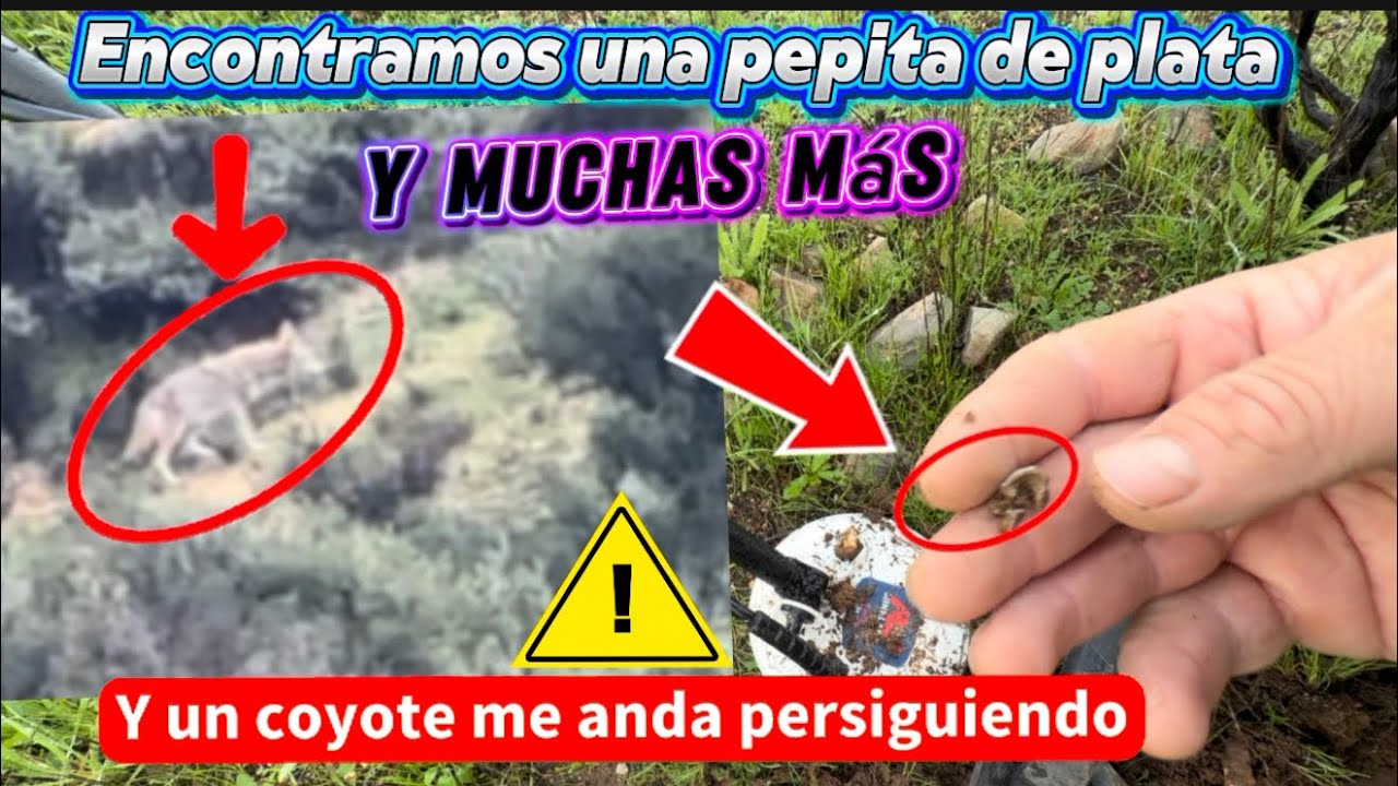 Tuvimos suerte 👍 encontrarnos pepitas de plata í oro