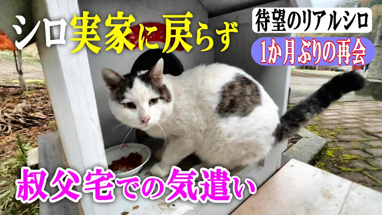 【叔父宅のシロ】新たな主人への気遣いに、実家に連れ帰ることを断念【オリジナルBGM】