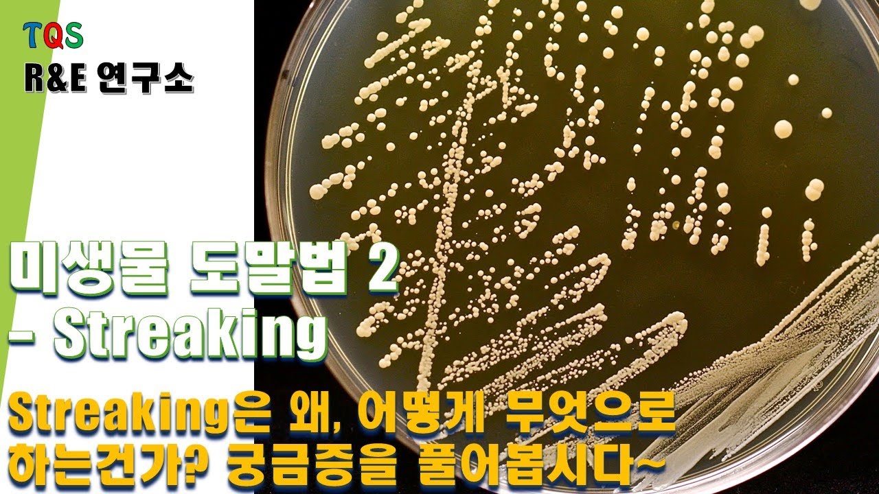 미생물 배지 도말법 2 - streaking