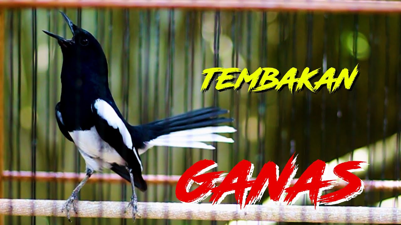 TEMBAKAN GANAS KACER GACOR BUKA EKOR