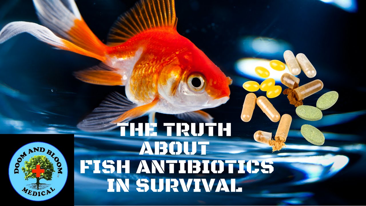 The Truth About Fish Antibiotics in Survival