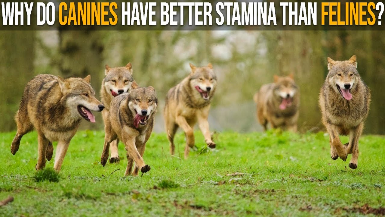 Why Do Canines Have Better Stamina Than Felines?