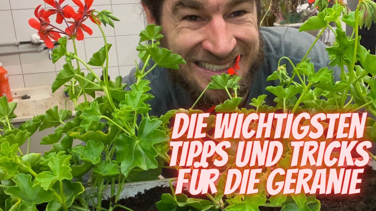 Balkon Kasten für den Sommer mit Geranien bepflanzen die wichtigsten Tipps und Tricks vom Profi