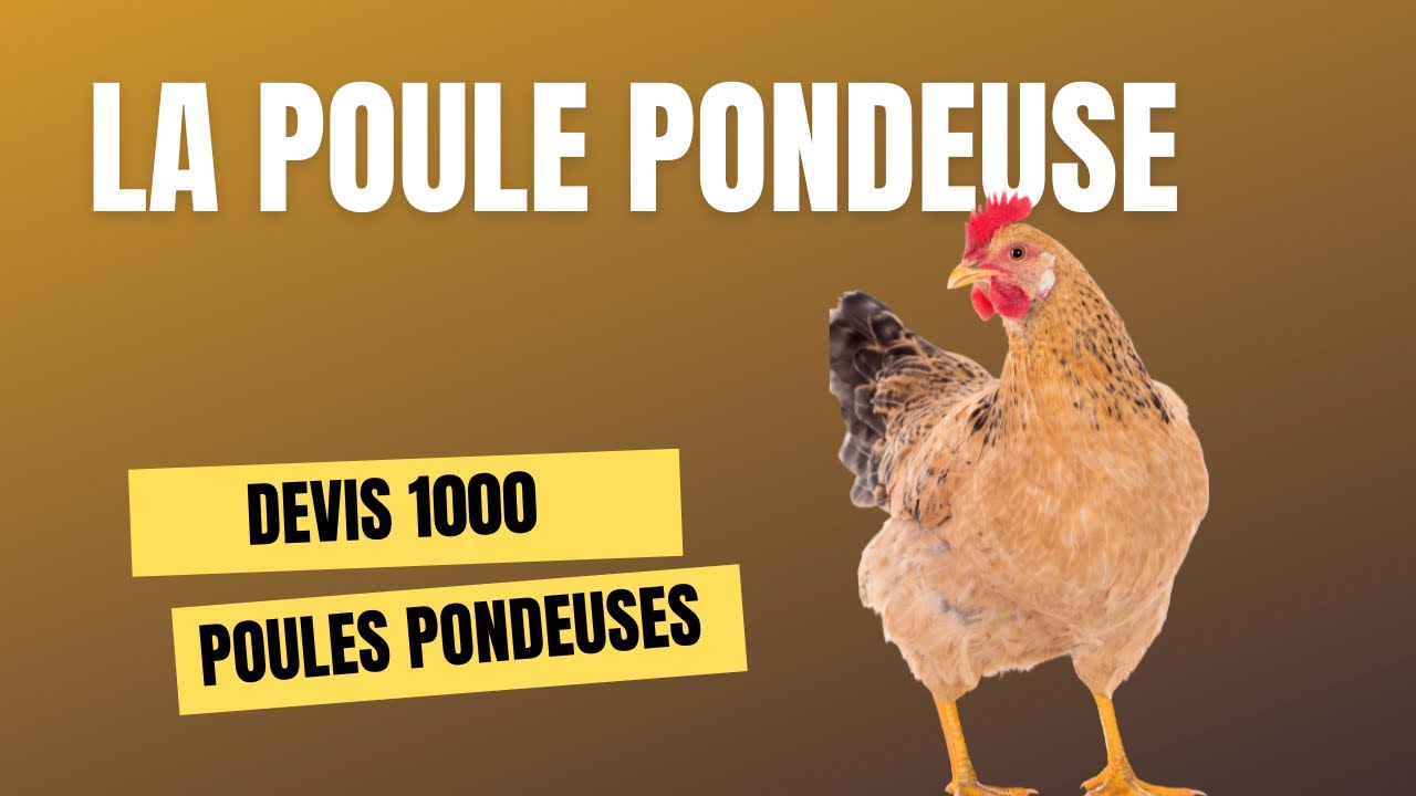Voici un devis d&rsquo;&eacute;levage de 1000 poules pondeuses au sol. 