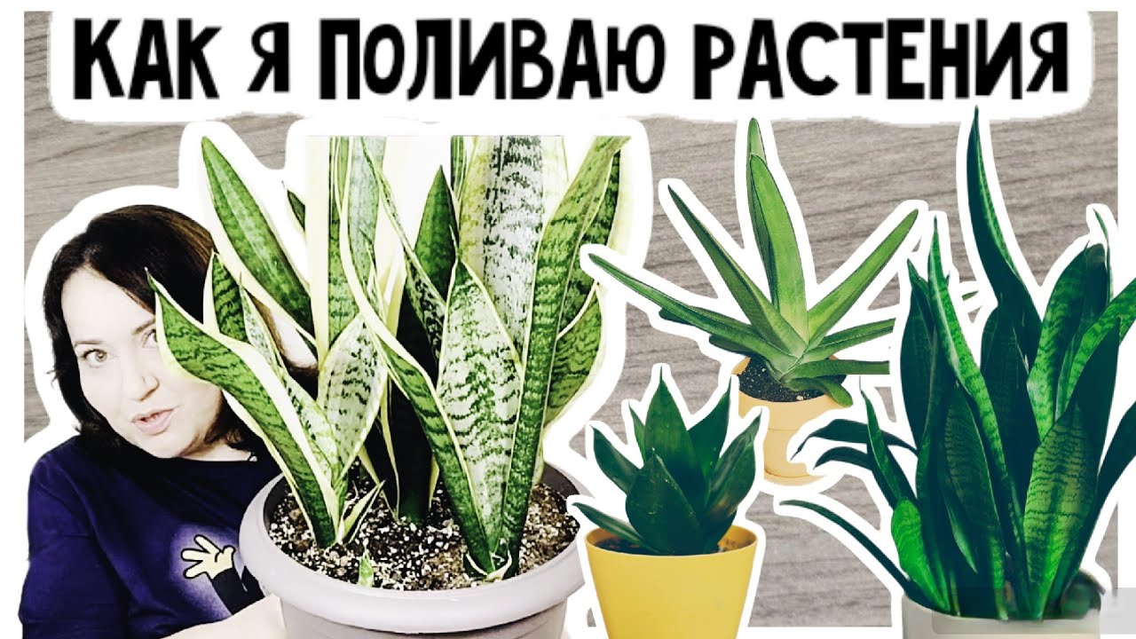 Как не залить? Полив сансевиерий, суккулентов и других растений.
