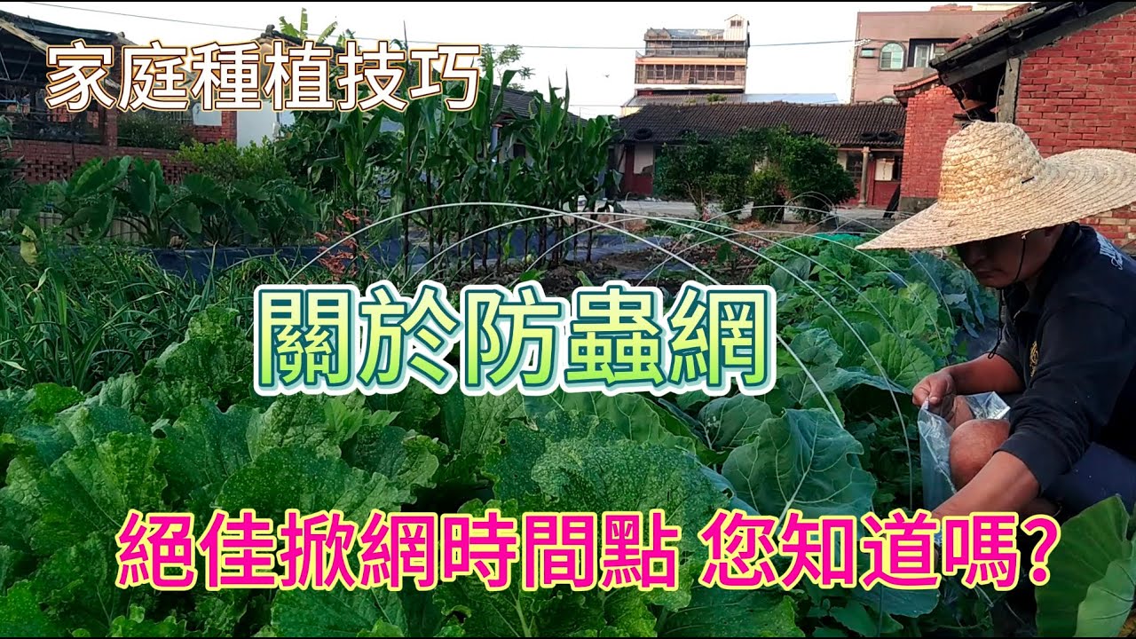 [家庭種植技巧]33 防蟲網掀網絕佳省事時機 善待土壤很重要 自然放養一堆菜就可以長很好