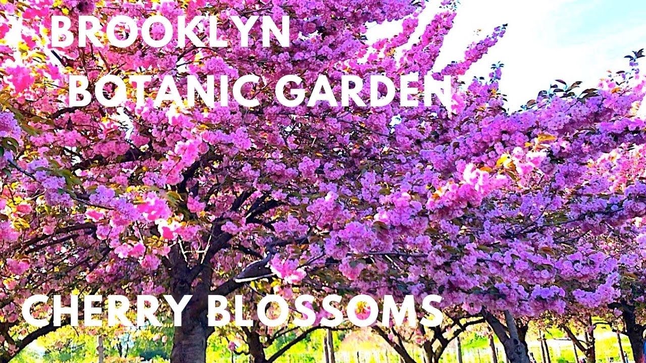 CHERRY BLOSSOMS IN BROOKLYN BOTANIC GARDEN, NEW YORK