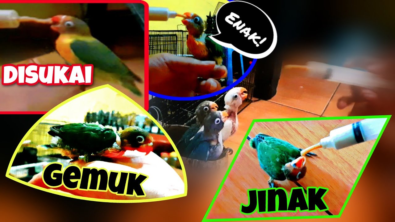 Cara Meracik Bubur Lolohan Lovebird Agar Anakan Lovebird Gemuk, Tips Agar Anakan Lovebird Jinak